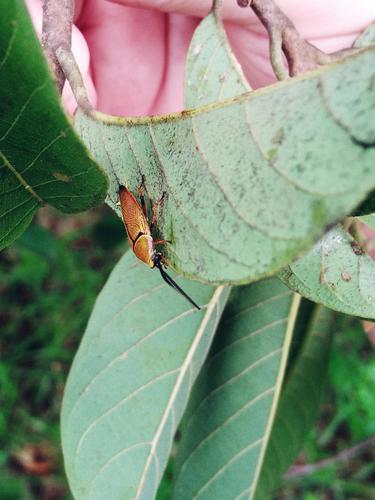 Bush cockroach photo 5