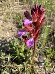Anacamptis papilionacea papilionacea