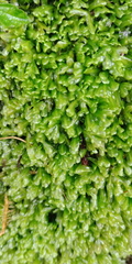 Pallavicinia