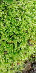 Pallavicinia