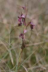 Diuris dendrobioides