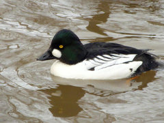 Bucephala clangula