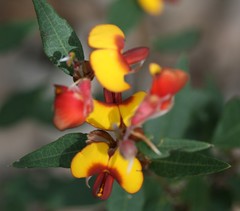 Bossiaea ornata