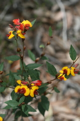 Bossiaea ornata