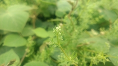 Galium spurium