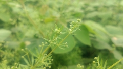 Galium spurium