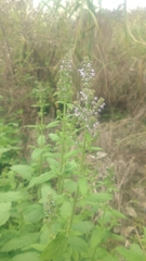 Salvia plebeia