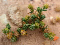 Gymnocarpos sclerocephalus