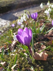 Crocus vernus