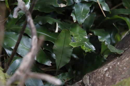 Image of Elaphoglossum angustatum by (c) Tony Rebelo, some rights reserved (CC BY-SA)