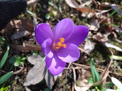 Crocus vernus