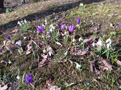Crocus vernus