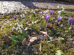 Crocus vernus