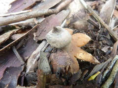 Geastrum tenuipes