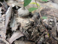 Geastrum tenuipes