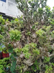 Austrocylindropuntia subulata