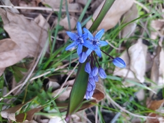 Scilla bifolia