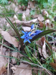 Scilla bifolia