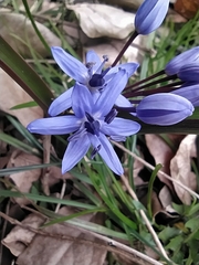 Scilla bifolia