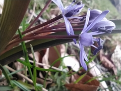 Scilla bifolia