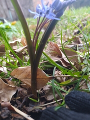 Scilla bifolia