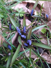 Scilla bifolia