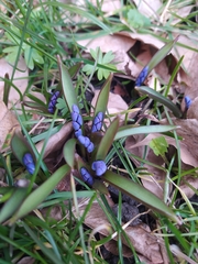 Scilla bifolia