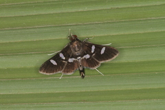 Desmia benealis