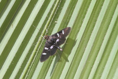 Desmia benealis