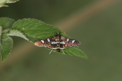 Desmia benealis
