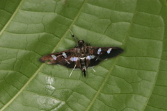 Desmia benealis