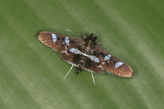 Desmia benealis