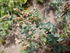 Chenopodium mucronatum
