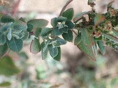 Chenopodium mucronatum