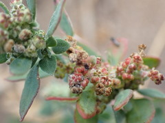 Chenopodium mucronatum