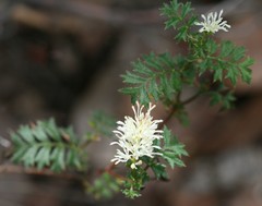 Grevillea pulchella