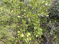 Pterocelastrus tricuspidatus