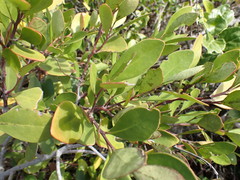 Pterocelastrus tricuspidatus