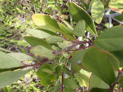 Pterocelastrus tricuspidatus