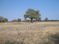 Giraffa camelopardalis thornicrofti