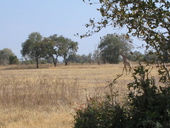 Giraffa camelopardalis thornicrofti