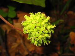 Smilax nipponica