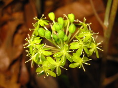 Smilax nipponica