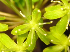 Smilax nipponica