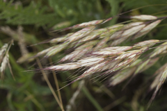Bromus lanceolatus
