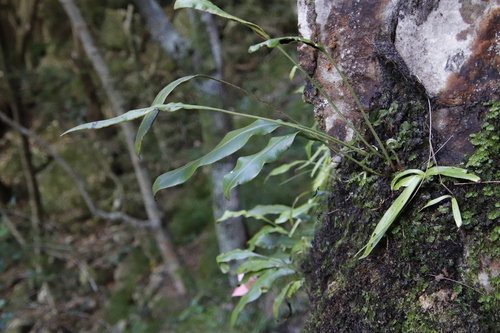 Image of Elaphoglossum angustatum by (c) Tony Rebelo, some rights reserved (CC BY-SA)