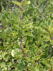 Zanthoxylum davyi