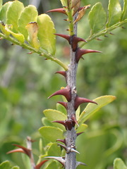 Zanthoxylum davyi