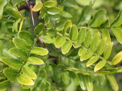 Zanthoxylum davyi