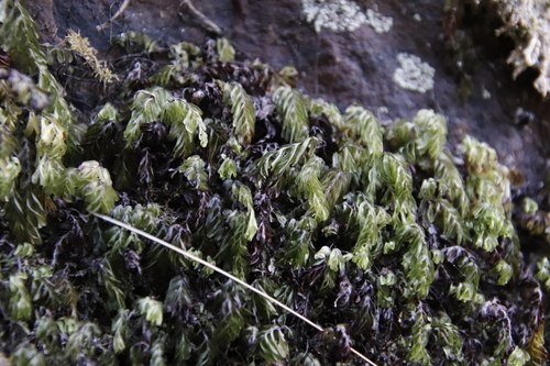 Image of Hymenophyllum capense by (c) Tony Rebelo, some rights reserved (CC BY-SA)